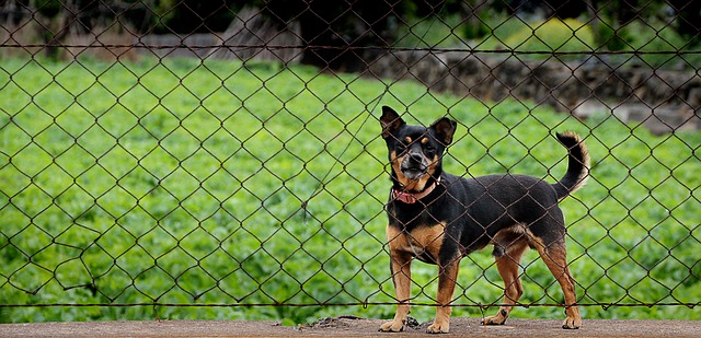 Dog behind fence Pixabay