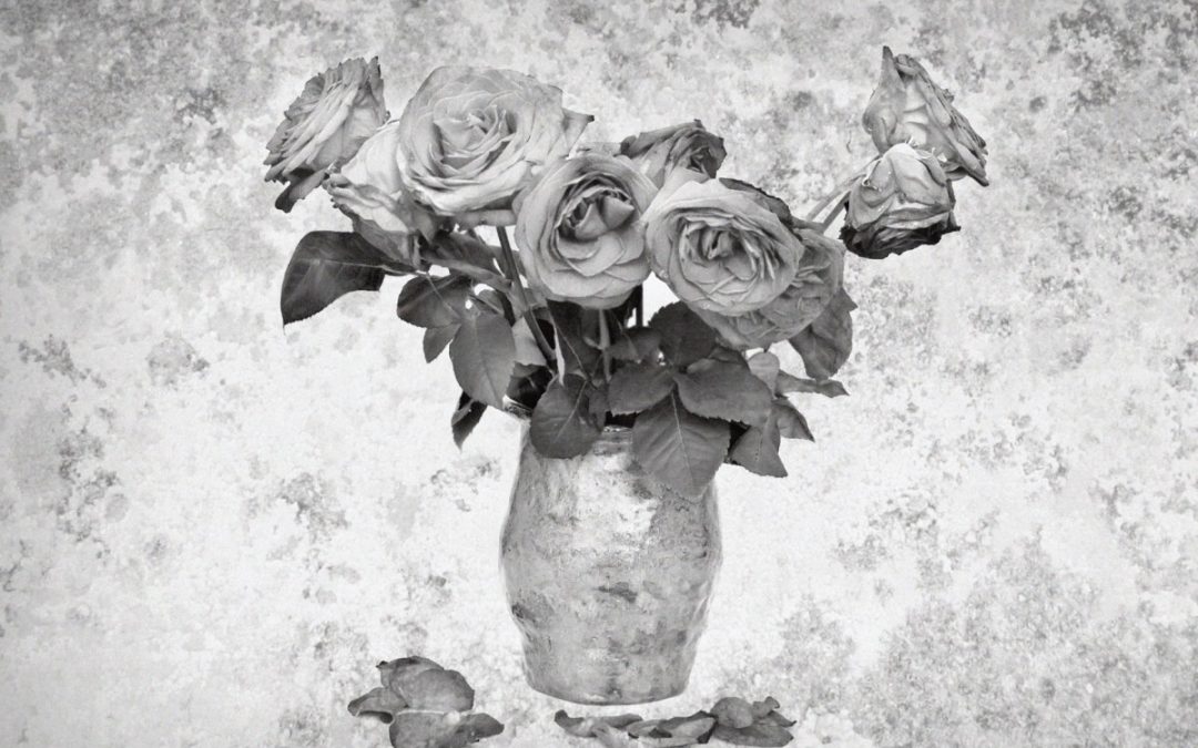 Dead roses public domain 2018dead-roses-13725367233kU