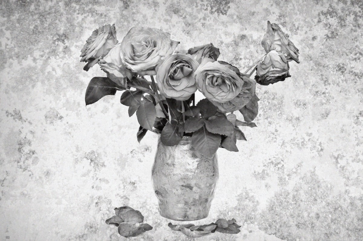 Dead roses public domain 2018dead-roses-13725367233kU