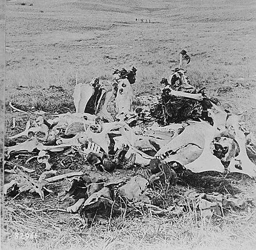 Custer wikimedia Custer's_Last_Stand,_1877 cropped