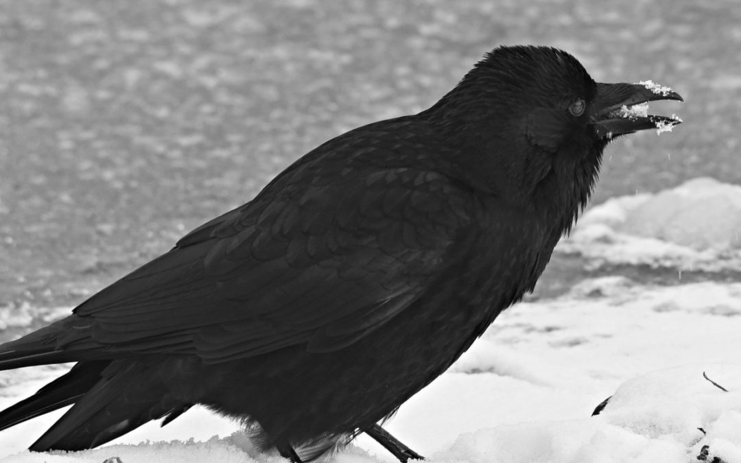 Crow snow pixabay crow-3971743_1920 cropped