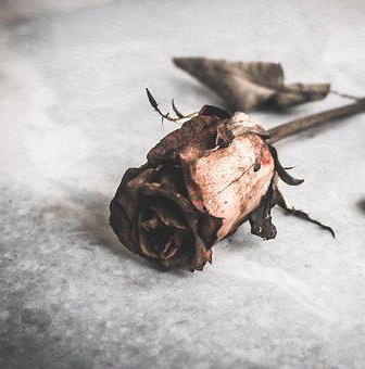 Lonely rose flower love 2022 pixabay rose-5842585__340 cropped