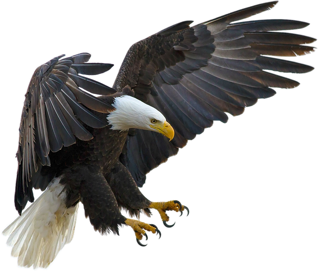 Raptor Eagle 2017 pixabay
