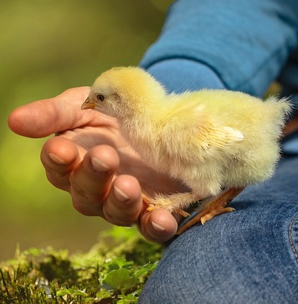 Chick peep 2023 pixabay chick-6652163_640