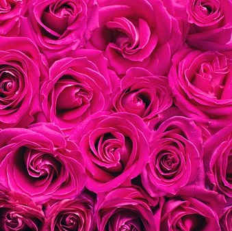 “…so much of rose…”…”tableau en cramoisi,” my poem