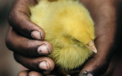 a chick in hand…“Learning,” my poem