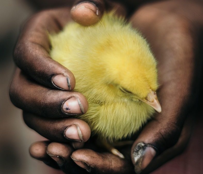 a chick in hand…“Learning,” my poem