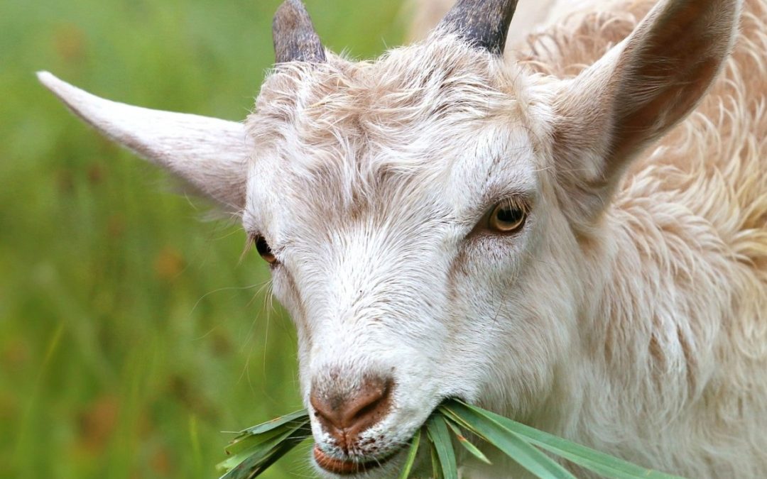 Goat grass lawn 2023 pixabay goat-1596880_1920