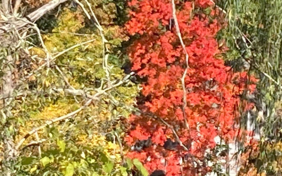 Tree red leaves 2022 wetland my picture cropped