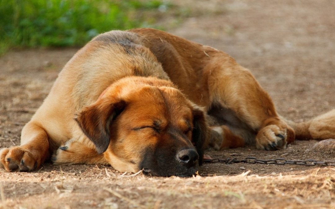 Dog sleeping 001 pixabay 2018 adorable-21771_1920 cropped