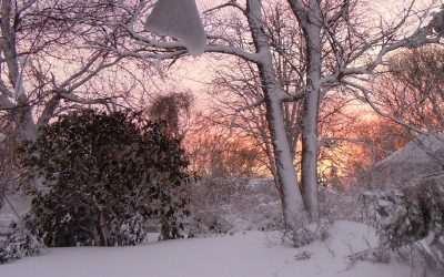 The snow, its vagrant hues…“Purely,” my poem