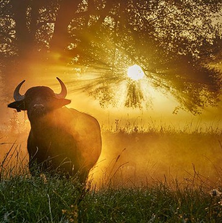 Bull mist fog dawn 2022 pixabay bull-5619136__480 cropped