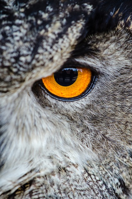 “The unseen owl…”  “Occurrence,” my poem