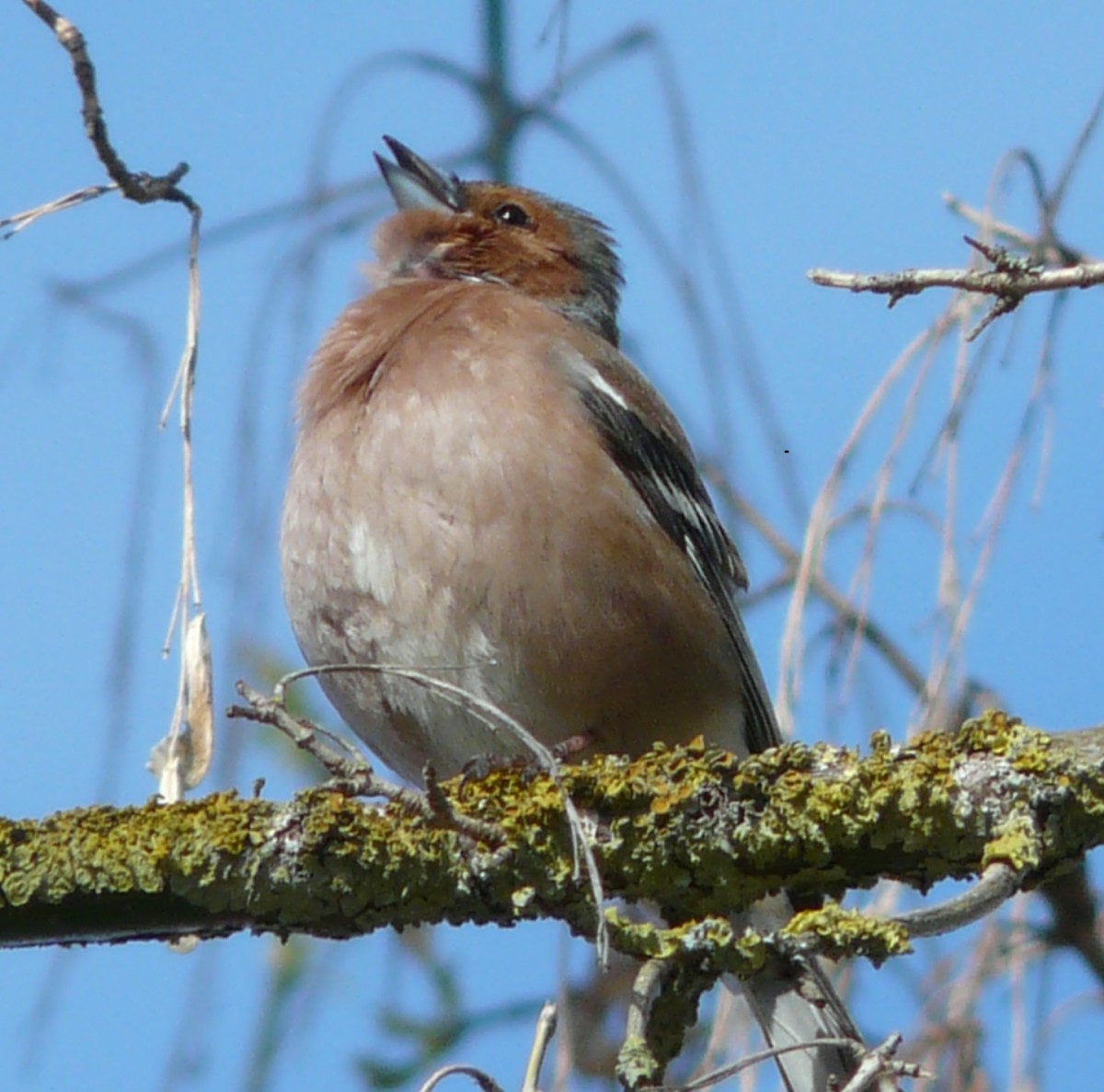 Bird sing pixabay 2018 fink-51425_1920 cropped