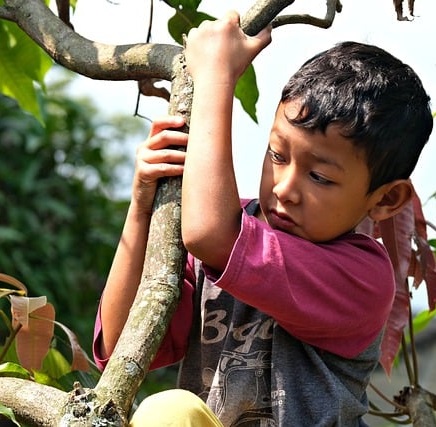 Boy tree climb 2024 pixabay young-boy-8233940_640 cropped