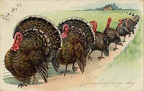 Turkeys 2024 wikimedia