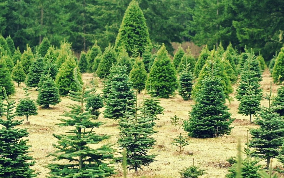 Christmas tree farm pixabay christmas-235357_1920 cropped