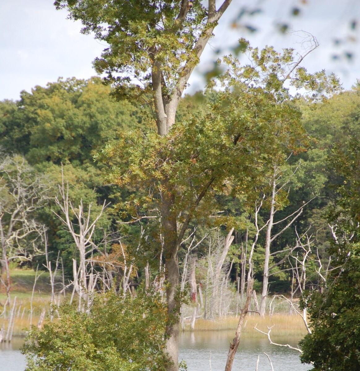 World's End, Hingham,MA 2024 (3) Karen cropped tree