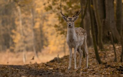 don’t cross the buck’s trail…my poem