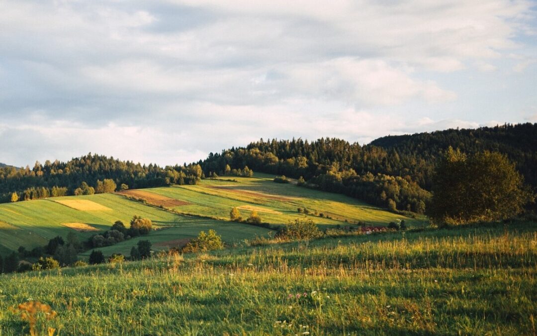 High meadow pixabay 2018 nature-2940925_1920