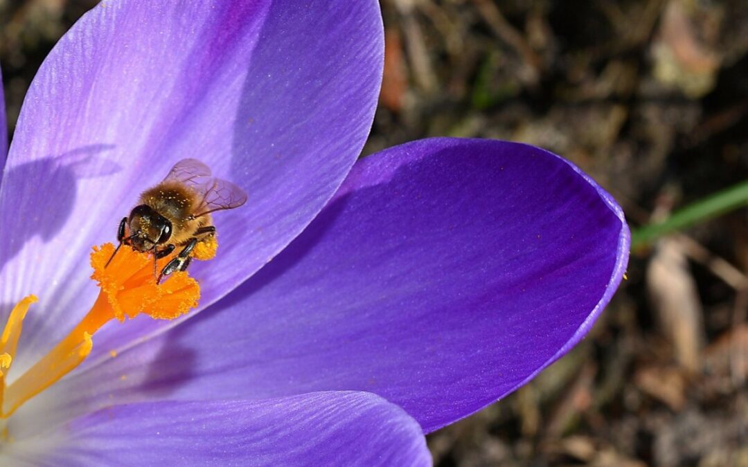 The Sixth Extinction…book review