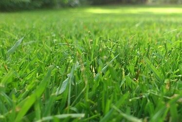 “the grass, in its millions…”…my poem