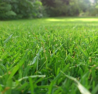 Grass lawn field 2025 pixabay rush-191941_640