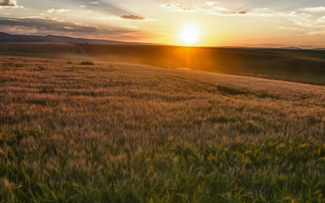 American Places public domain 2018 sun-rays-over-field-of-grain cropped