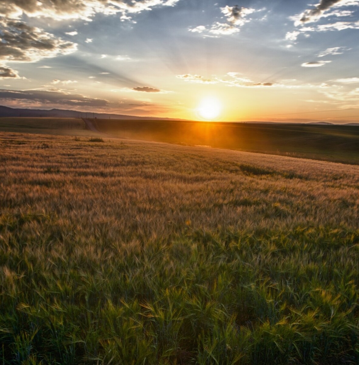 American Places public domain 2018 sun-rays-over-field-of-grain cropped