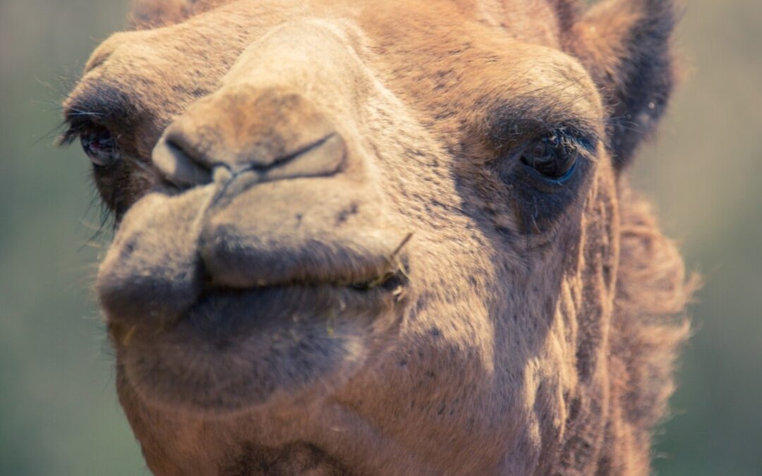 Camel 2019 public domain camel-portrait-1530192648eAW