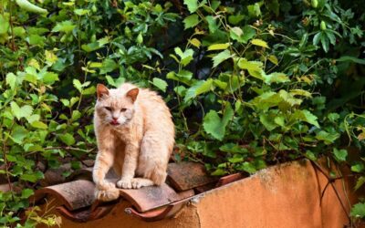 “…a sandy cat…”…Virginia Woolf quote