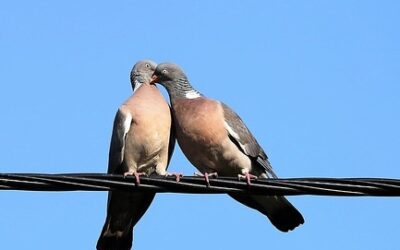 The Price of Salt…book review