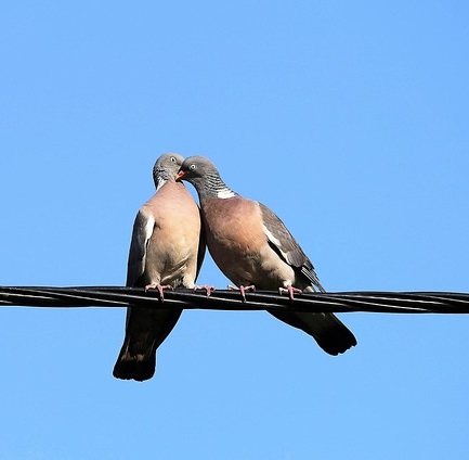 Love birds two-doves-4385646_640 2025 pixabay