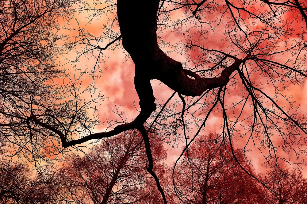 Tree bare tree-3112751_1280 pixabay 2025