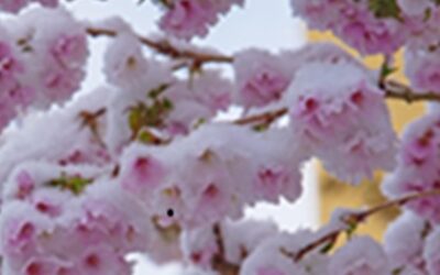 that “frolic architecture”…Emerson quote