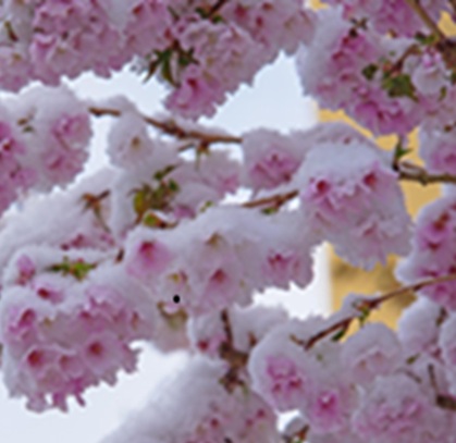 cherry tree snow 2025 pixabay flowers-7115065_1280