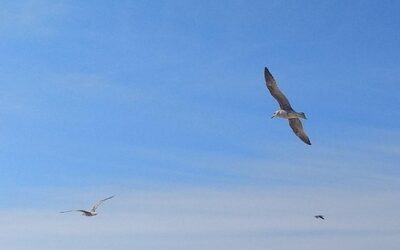 thinking about ducks at sea