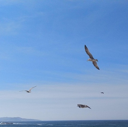 Ducks at sea ocean bird 2026 pixabay