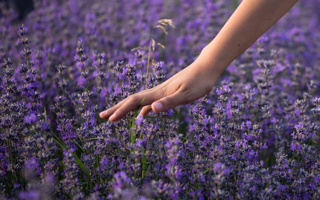 Garden woman 2022 pixabay lavender-g1c51ce2ee_1920