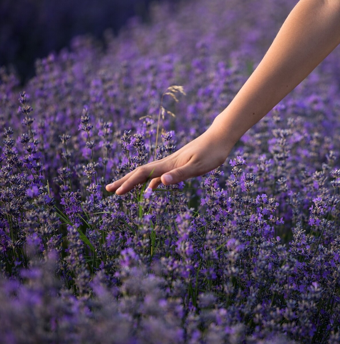 Garden woman 2022 pixabay lavender-g1c51ce2ee_1920