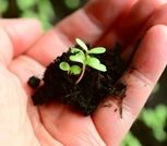 Want to be a gardener?…“Gardens galore,” my poem