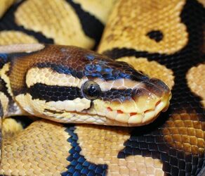 Kaa’s Hunting, another Kipling story