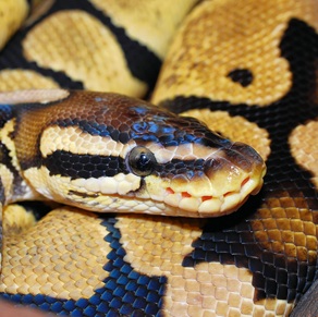snake python kaa kipling 2025 pixabay kapa65-line-660781_1920