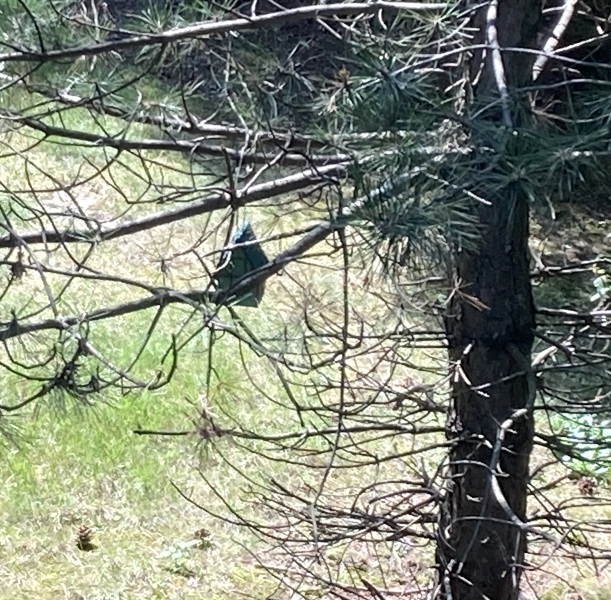 bird feeder LP 2024 240829 cropped